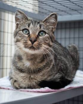 Bowen -  Domestic Short Hair Cat for Adoption in Boone, Iowa - Bowen | PetCurious