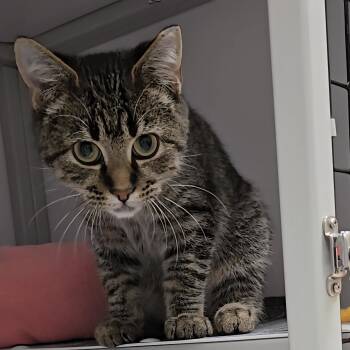 Rescue Domestic Short Hair Cats for Adoption in Byron Center, Michigan - McDonald | PetCurious