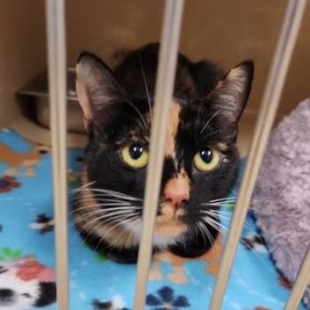 Rescue Tortoiseshell and Domestic Short Hair Cats for Adoption in Clarksville, Virginia - Cardi M. | PetCurious