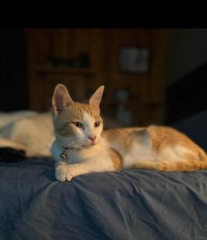 Ginger -  Domestic Short Hair Cat for Adoption in Evansville, Indiana - Ginger | PetCurious