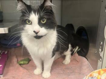 MO/PARKER -  Domestic Medium Hair Cat for Adoption in Santa Cruz, California - MO/PARKER | PetCurious