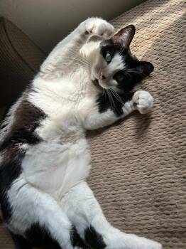 Rescue Domestic Short Hair Cats for Adoption in Tucson, Arizona - Cleopatra | PetCurious