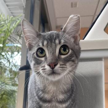 Cedric -  Domestic Short Hair Cat for Adoption in Chicago, Illinois - Cedric | PetCurious