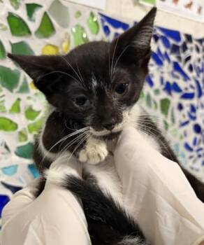 KIWI -  Domestic Short Hair Cat for Adoption in Pensacola, Florida - KIWI | PetCurious