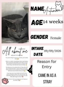Autumn -  Domestic Short Hair Cat for Adoption in New Cumberland, West Virginia - Autumn | PetCurious