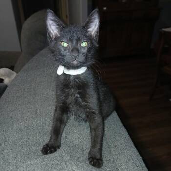 Hawk -  Domestic Short Hair Cat for Adoption in Bentonville, Arkansas - Hawk | PetCurious