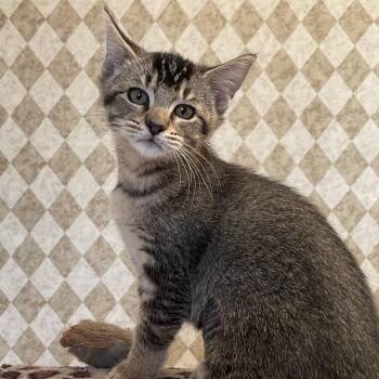 Marceline (the Vampire Queen) -  Domestic Short Hair Cat for Adoption in Roswell, Georgia - Marceline (the Vampire Queen) | PetCurious
