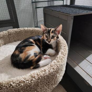 Persimmon -  Domestic Short Hair Cat for Adoption in Villa Park, California - Persimmon | PetCurious