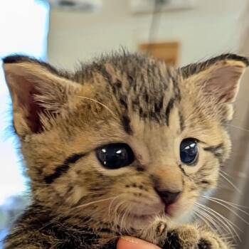 Gilligan -  Domestic Short Hair Cat for Adoption in Marysville, Ohio - Gilligan | PetCurious