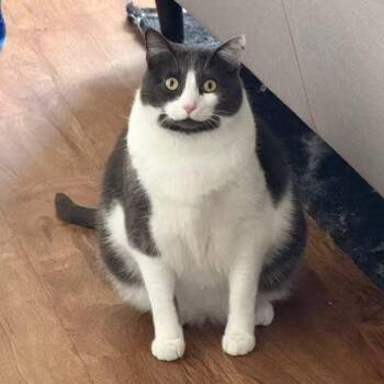 Cowboy -  Domestic Short Hair Cat for Adoption in New York, New York - Cowboy | PetCurious