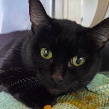 Johanna -  Domestic Short Hair Cat for Adoption in Asheville, North Carolina - Johanna | PetCurious
