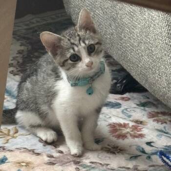 Una -  Domestic Short Hair Cat for Adoption in Bardstown, Kentucky - Una | PetCurious