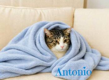 Tabby Cats Available for Adoption in Culpeper, Virginia - Antonio | PetCurious