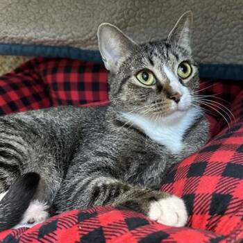 Fifi -  Domestic Short Hair Cat for Adoption in Merriam, Kansas - Fifi | PetCurious