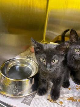Larry -  Domestic Short Hair Cat for Adoption in Jackson, Tennessee - Larry | PetCurious
