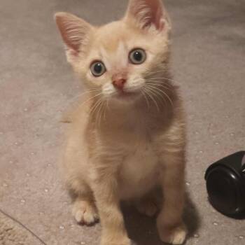 Rescue Domestic Short Hair Cats for Adoption in Johnson City, Tennessee - Mort | PetCurious