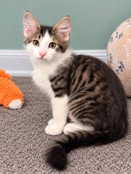 Petey MD -  Tabby Cat for Adoption - Petey MD | PetCurious