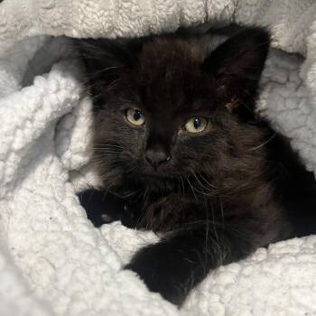 Engine -  Domestic Long Hair Cat for Adoption in Oak Park, Illinois - Engine | PetCurious