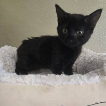Rescue Domestic Short Hair Cats for Adoption in Pennsville Township, New Jersey - Sphinxy | PetCurious