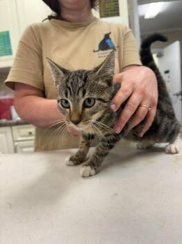 Woody -  Domestic Short Hair Cat for Adoption in Burgaw, North Carolina - Woody | PetCurious