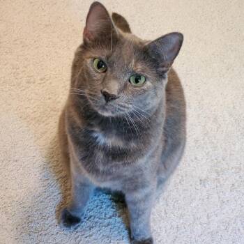 Rescue Domestic Short Hair Cats for Adoption in Merrifield, Virginia - Koshka Rockbridge | PetCurious