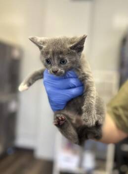 Zoe -  Domestic Short Hair Cat for Adoption in Victorville, California - Zoe | PetCurious