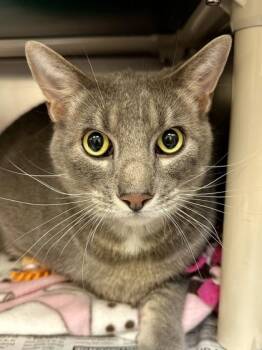 Domestic Short Hair Cats Available for Adoption in Wichita, Kansas - Smoky | PetCurious
