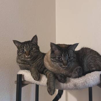 Pebbles -  American Shorthair Cat for Adoption in Newberg, Oregon - Pebbles | PetCurious