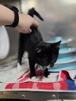 Rikki -  Domestic Short Hair Cat for Adoption in Westland, Michigan - Rikki | PetCurious