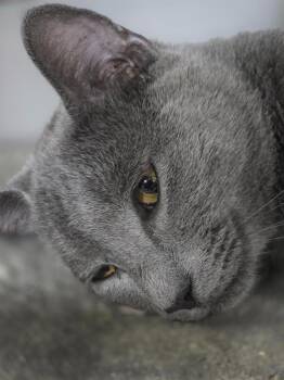 Dusty -  Domestic Short Hair Cat for Adoption in Huntington, Indiana - Dusty | PetCurious