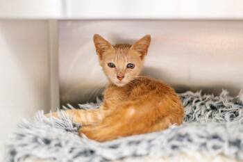 Nemo -  Domestic Short Hair Cat for Adoption in Hilton Head Island, South Carolina - Nemo | PetCurious