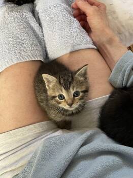 Quinton -  Domestic Short Hair Cat for Adoption in Trenton, New Jersey - Quinton | PetCurious