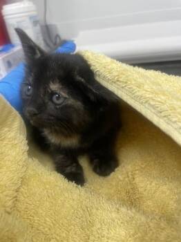 Toad -  Domestic Short Hair Cat for Adoption in Roseville, California - Toad | PetCurious
