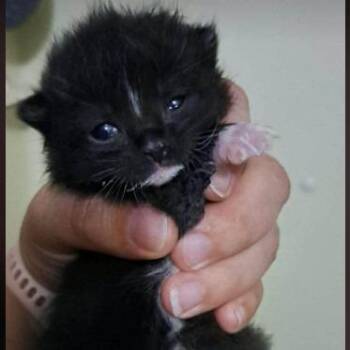 Sullivan C26-102 -  Domestic Long Hair Cat for Adoption in Lebanon, Tennessee - Sullivan C26-102 | PetCurious