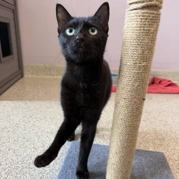 Lilo -  Domestic Short Hair Cat for Adoption in Cooperstown, New York - Lilo | PetCurious
