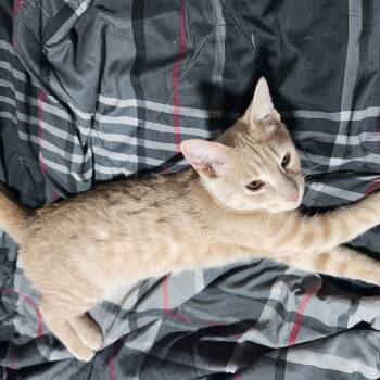 Rescue Domestic Short Hair Cats for Adoption in Jupiter, Florida - Matcha | PetCurious