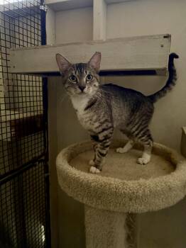 Dulce -  Domestic Short Hair Cat Available for Adoption in Marana, Arizona - Dulce | PetCurious