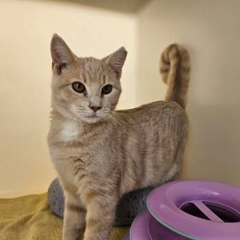 Rescue Domestic Short Hair Cats for Adoption in Harrisonburg, Virginia - Fiora | PetCurious
