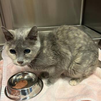 Toph -  Domestic Short Hair Cat for Adoption in Salt Lake City, Utah - Toph | PetCurious