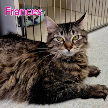 Frances -  Domestic Long Hair Cat for Adoption in North Saint Paul, Minnesota - Frances | PetCurious