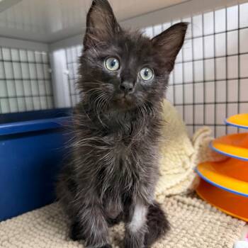 Buttercup -  Domestic Medium Hair Cat for Adoption in Waynesville, North Carolina - Buttercup | PetCurious