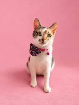Clara -  Domestic Short Hair Cat for Adoption in Vinton, Iowa - Clara | PetCurious