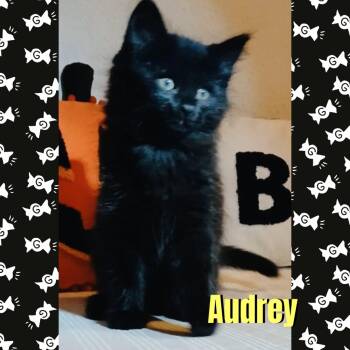 Audrey -  Domestic Medium Hair Cat for Adoption in Red Lodge, Montana - Audrey | PetCurious