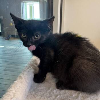 Patton -  Domestic Short Hair Cat for Adoption in Liberty, Missouri - Patton | PetCurious