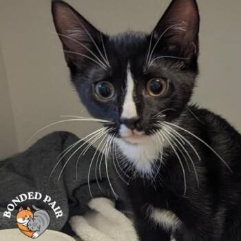 Moon -  Domestic Short Hair Cat for Adoption in Providence, Rhode Island - Moon | PetCurious