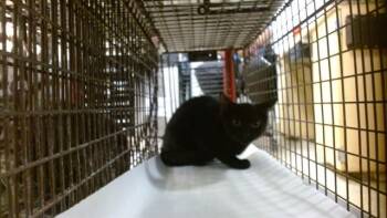 YANG -  Domestic Short Hair Cat for Adoption in Doral, Florida - YANG | PetCurious