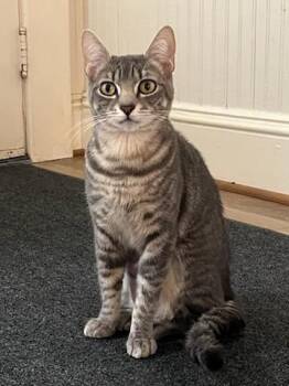 Domestic Short Hair and Tabby Cats Available for Adoption in Anacortes, Washington - Satine | PetCurious
