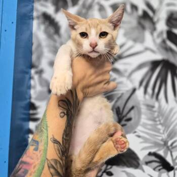 Deuce -  Domestic Short Hair Cat for Adoption in Wahiawa, Hawaii - Deuce | PetCurious