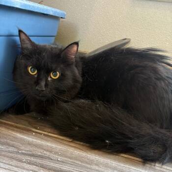 MaCaw -  Domestic Long Hair Cat for Adoption in West Des Moines, Iowa - MaCaw | PetCurious