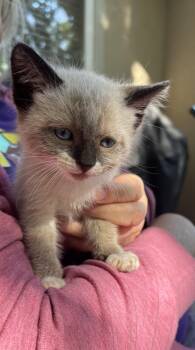 Eskel -  Domestic Short Hair Cat for Adoption in Fruit Heights, Utah - Eskel | PetCurious